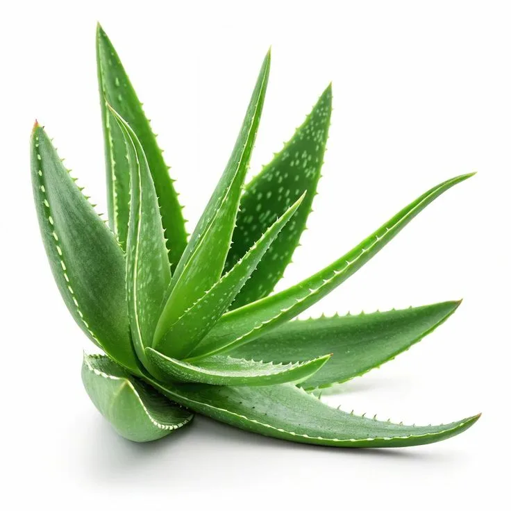 Aloe